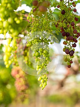 Wine grapes in vineyard on a sunny