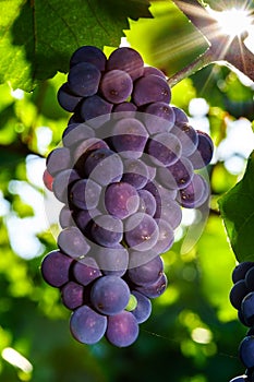 Wine grapes vineyard at sunset, autumn in France