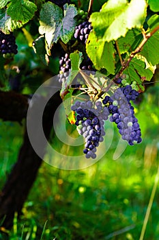 Wine grapes vineyard at sunset, autumn in France