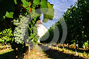 Wine grapes vineyard at sunset, autumn in France