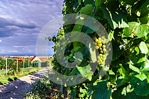 Wine grapes vineyard at sunset, autumn in France