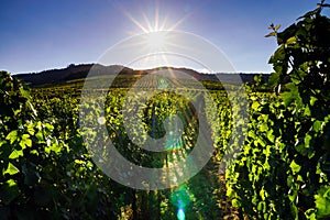 Wine grapes vineyard at sunset, autumn in France