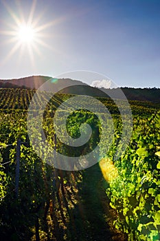 Wine grapes vineyard at sunset, autumn in France