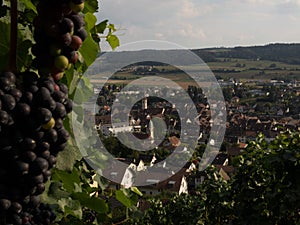 Wine grapes vineyard view of Stein am Rhein historic old town city at the Rhine river in Schaffhausen Switzerland Europe