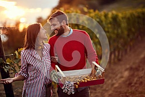 Wine grapes in a vineyard. Winegrower couple in vineyard