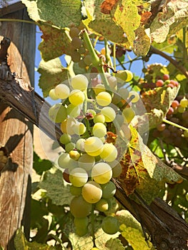 Wine Grapes in Washington State