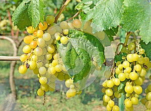 Wine grapes white