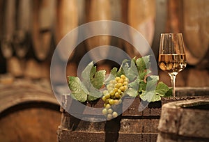 Wine Grapes in a Wine Cellar