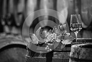 Wine Grapes in a Wine Cellar in black and white