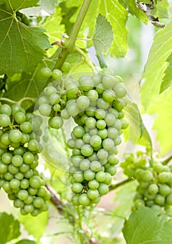 Wine Grapes_Wine_Leaves