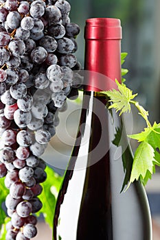 Wine grapes and wine on a wooden background