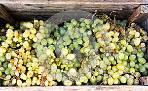 Wine grapes in wooden box