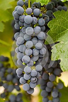 Wine grapeson a vineyard