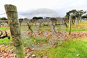 Wine grapevine farm vineyard during winter season, no grape, no leaf