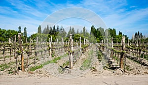 Wine grapevines in the Andes Mountains