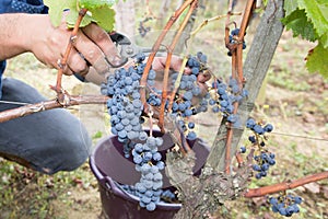 Wine grower hand picking grapes harvesting in vineyard close up vine leafs harvest time in wine industry