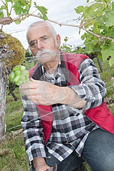 Wine grower working in vineyard