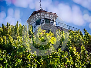 Wine growers field house next to field of grape vines in Bernkastel