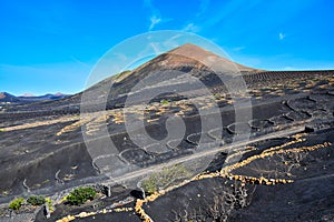 The wine-growing area of La Geria, Lanzarote, in the winter. In the background Montana Guardilama. Canary Islands. Spain