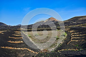 A wine-growing area in Lanzarote in the winter. In the background Montana Guardilama. Canary Islands. Spain