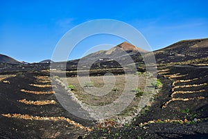 A wine-growing area in Lanzarote in the winter. In the background Montana Guardilama. Canary Islands. Spain photo