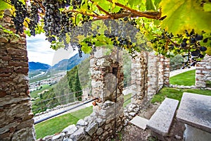 Wine growing at Castello di Avio Trento