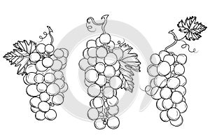 Wine growing contour design elements