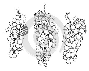 Wine growing contour design elements