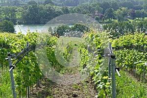 Wine growing in Germany