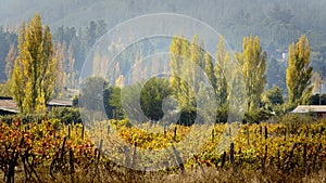 Wine-growing landscape in autumn, Itata valley. Chile