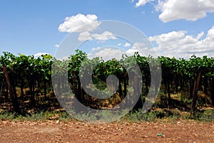 wine growing in mendoza  argentina