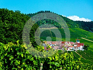 Wine growing in southern Germany with farmers village on the vineyard in the background