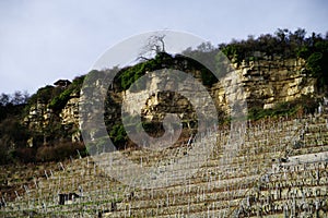Wine growing in steep slope with overlying rock row photo