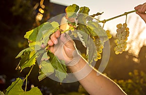 Wine harvest. Bunches of white grapes in the rays of the setting sun. Women`s hands tend to the vine. Autumn is the time of grape