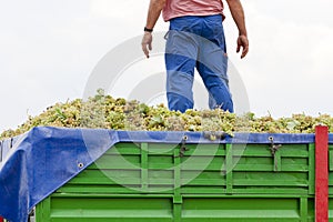 wine harvest, Castile-La Mancha, Spain photo