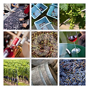 Wine and harvest collage