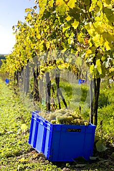 wine harvest, vineyard U svateho Urbana, Czech Republic