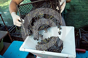 Wine harvest. The winemaker puts the collected bunches into a hand crusher. Autumn is the time of grape harvest and wine making