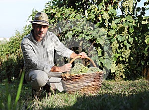 Vino cosecha obrero lleno de manojos de uvas 