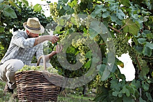 Wine Harvest Worker Cutting White Grapes from Vines with wicker