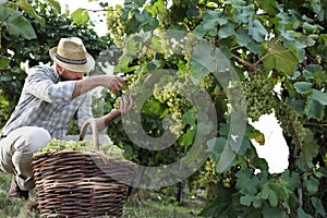 Wine Harvest Worker Cutting White Grapes from Vines with wicker photo