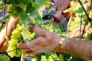 Wine harvesting - old farmers hands cutting grape branch