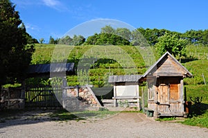 The Wine hill of Sabile, Latvia