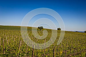 Wine Hills in Piedmont, Northern Italy