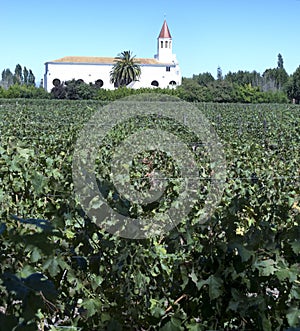 Wine industry in Chile