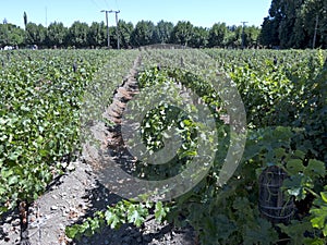 Wine industry in Chile