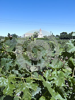 Wine industry in Chile