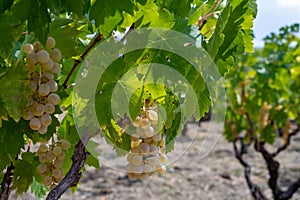 Wine industry on Cyprus island, view on Cypriot vineyards with growing grape plants on south slopes of Troodos mountain range