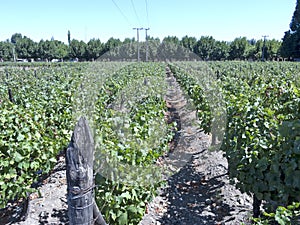 Wine industry in Maipo valley, Chile photo