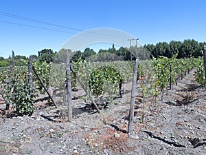 Wine industry in Maipo valley, Chile